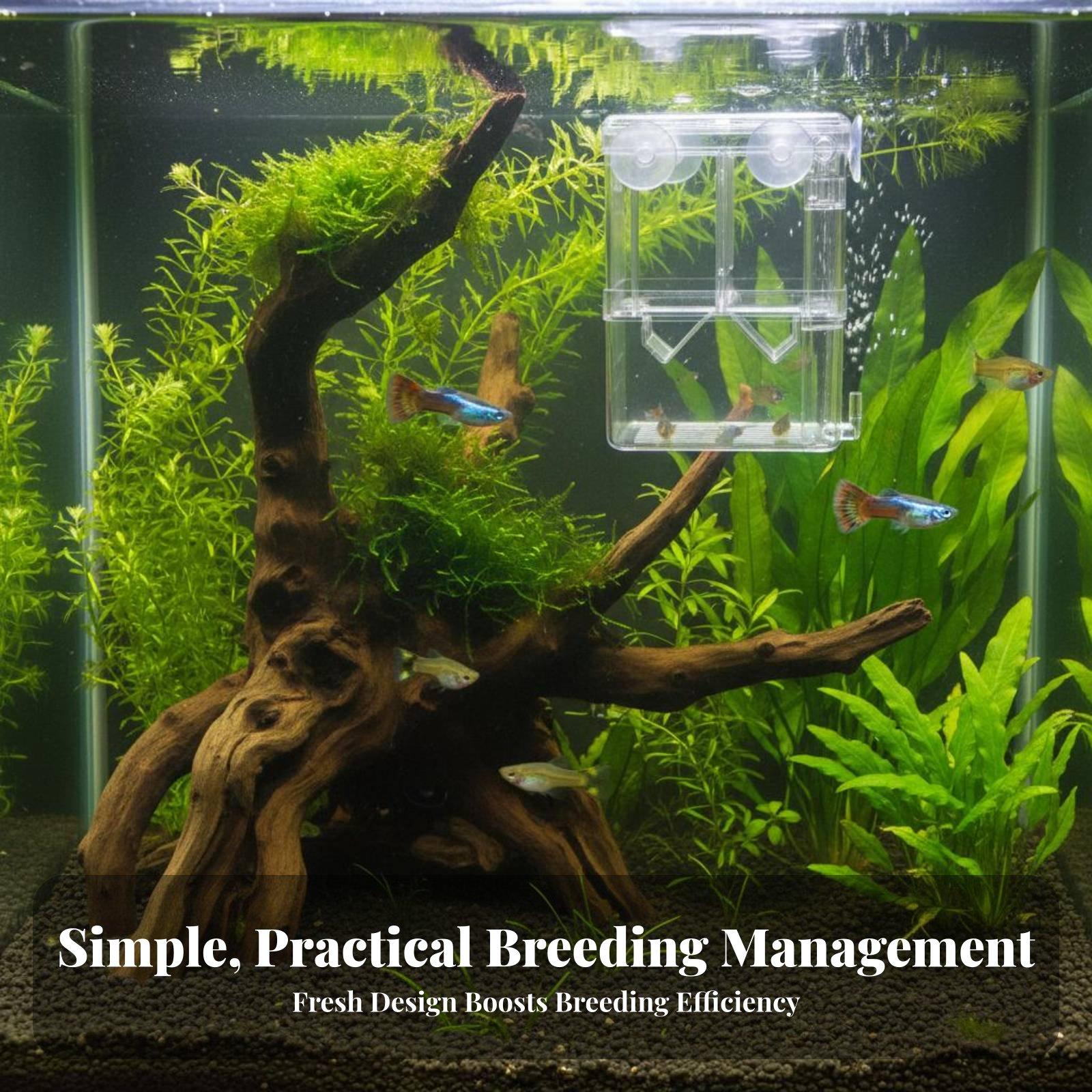 Double Layer Aquarium Breeding - Aquarium Fish Breeding ulasan dan harga