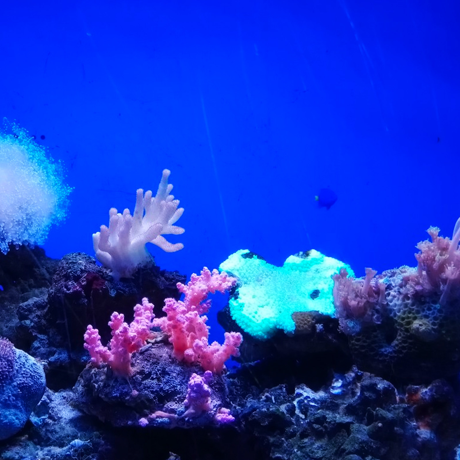 Aquarium Background Paper PVC  - Aquarium Fish Wallpaper ulasan dan harga