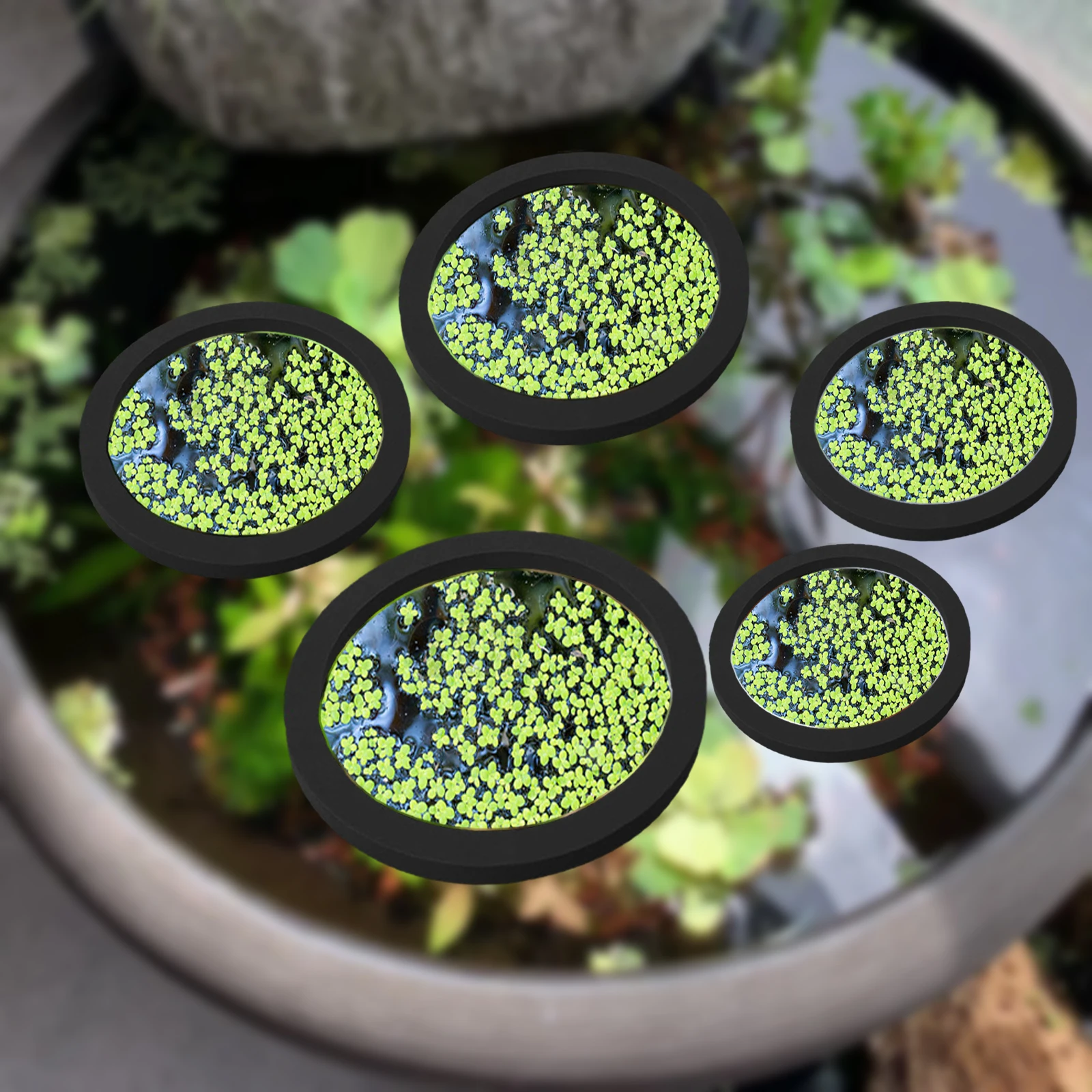 5Pcs EVA Fish Feeding Ring Aqu - Aquarium Fish Breeding ulasan dan harga