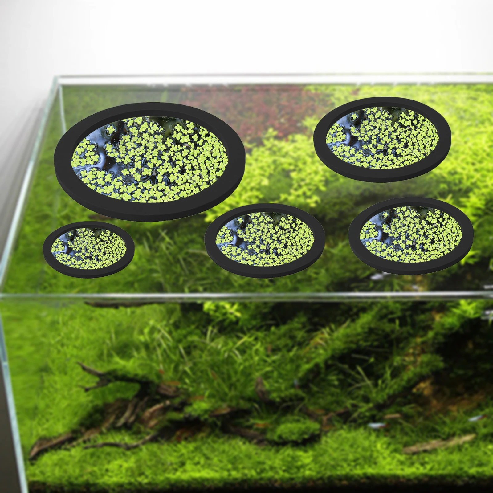5Pcs EVA Fish Feeding Ring Aqu - Aquarium Fish Breeding ulasan dan harga