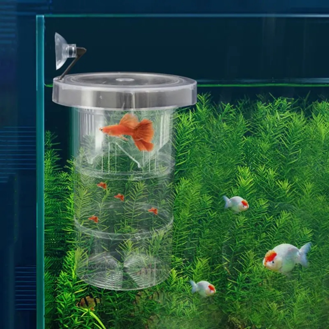 Acrylic Floating Fish Breeding - Aquarium Fish Marine ulasan dan harga